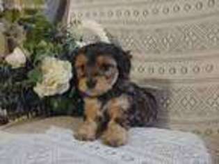 Yorkshire Terrier Puppy for sale in Middlesex, NY, USA