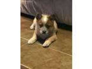 Australian Cattle Dog Puppy for sale in Lancaster, MO, USA