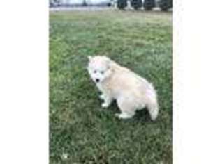 Mutt Puppy for sale in Flossmoor, IL, USA