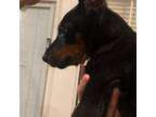 Doberman Pinscher Puppy for sale in Murfreesboro, TN, USA