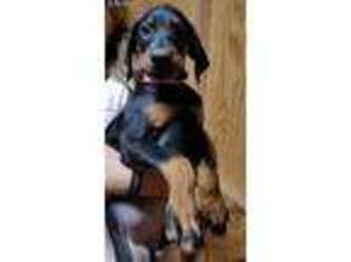 Doberman Pinscher Puppy for sale in Paradise, CA, USA