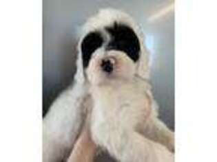 Portuguese Water Dog Puppy for sale in Nevada, OH, USA