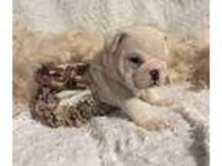 Bulldog Puppy for sale in SPARTA, NC, USA