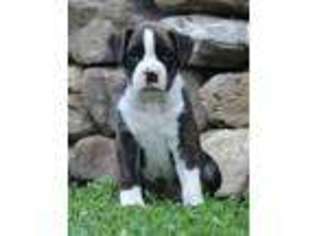 Boxer Puppy for sale in Mifflin, PA, USA