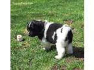 Newfoundland Puppy for sale in Glenview, IL, USA