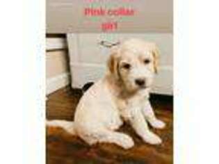 Saint Berdoodle Puppy for sale in York, PA, USA