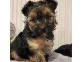 Yorkshire Terrier Puppy for sale in Richland, MO, USA