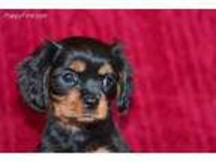 Cavalier King Charles Spaniel Puppy for sale in Lena, IL, USA