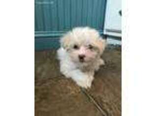 Maltese Puppy for sale in Athens, WI, USA