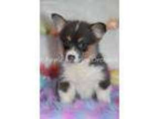 Pembroke Welsh Corgi Puppy for sale in Bokchito, OK, USA