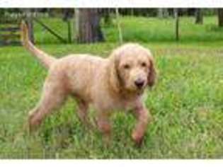 Labradoodle Puppy for sale in Sarasota, FL, USA