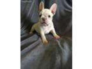 French Bulldog Puppy for sale in Birmingham, IA, USA
