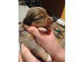 Australian Shepherd Puppy for sale in Orem, UT, USA