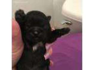 Mutt Puppy for sale in Pendergrass, GA, USA