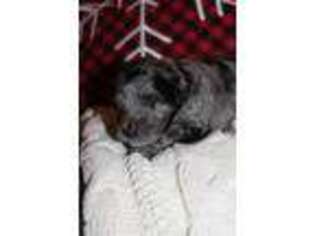 Mutt Puppy for sale in Aroda, VA, USA