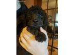 Goldendoodle Puppy for sale in Corryton, TN, USA