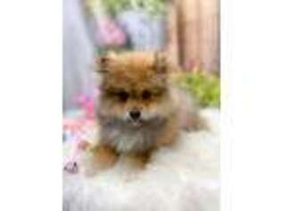 Pomeranian Puppy for sale in Seven Springs, NC, USA