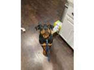 Rottweiler Puppy for sale in Basehor, KS, USA