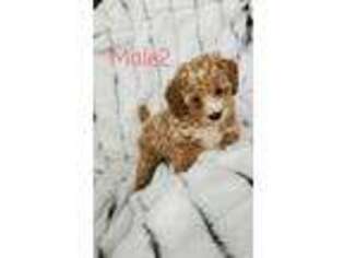 Cavapoo Puppy for sale in Sugarcreek, OH, USA