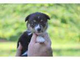 Pembroke Welsh Corgi Puppy for sale in Pacific, MO, USA