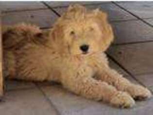 Goldendoodle Puppy for sale in Oakley, CA, USA