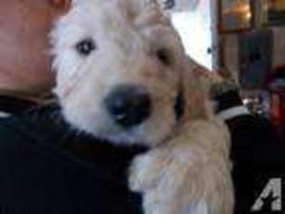 Goldendoodle Puppy for sale in SEYMOUR, IN, USA