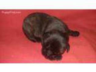 Bullmastiff Puppy for sale in Whiteville, NC, USA