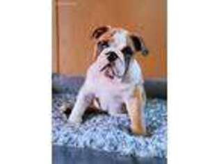 Bulldog Puppy for sale in Brunson, SC, USA