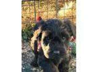 Mutt Puppy for sale in Lincoln, KS, USA