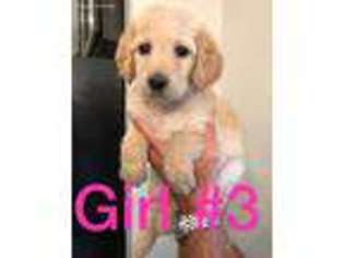 Goldendoodle Puppy for sale in Mustang, OK, USA