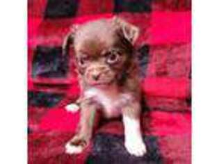 Chihuahua Puppy for sale in Warsaw, VA, USA