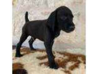 German Shorthaired Pointer Puppy for sale in Driftwood, TX, USA