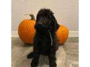 Goldendoodle Puppy for sale in Prescott Valley, AZ, USA