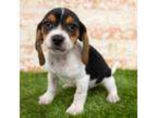 Beagle Puppy for sale in Running Springs, CA, USA