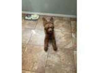 Goldendoodle Puppy for sale in Bridgeport, CT, USA