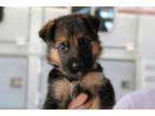German Shepherd Dog Puppy for sale in Queen Creek, AZ, USA