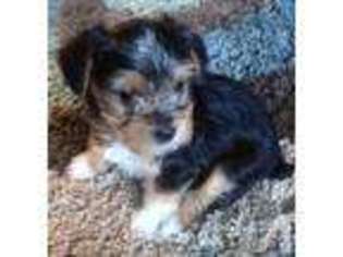 Yorkshire Terrier Puppy for sale in SPOKANE, WA, USA