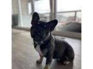 French Bulldog Puppy for sale in Peyton, CO, USA