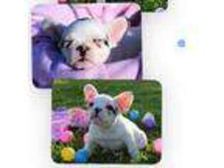 French Bulldog Puppy for sale in Oologah, OK, USA