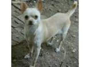 Chihuahua Puppy for sale in Roanoke, VA, USA