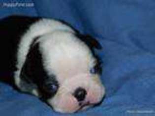 Boston Terrier Puppy for sale in Woodburn, OR, USA
