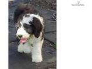 Shepadoodle Puppy for sale in Saint Louis, MO, USA