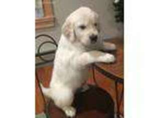 Golden Retriever Puppy for sale in Pickford, MI, USA