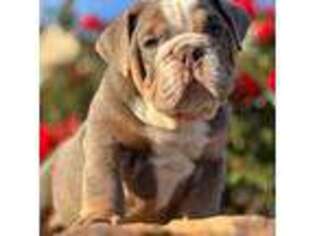 Bulldog Puppy for sale in Houston, TX, USA