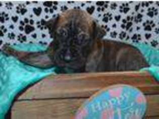 Great Dane Puppy for sale in Eagle Mountain, UT, USA