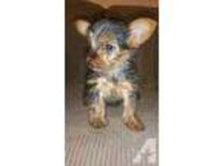 Yorkshire Terrier Puppy for sale in OTTAWA, IL, USA