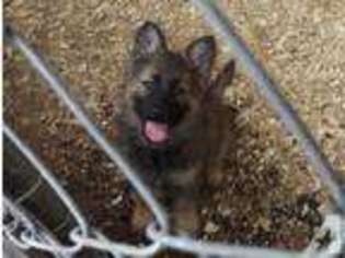 German Shepherd Dog Puppy for sale in FISHER, MN, USA