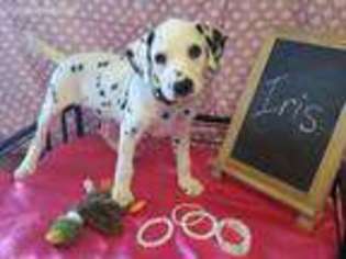Dalmatian Puppy for sale in Christopher, IL, USA