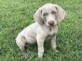 Weimaraner Puppy for sale in Killen, AL, USA