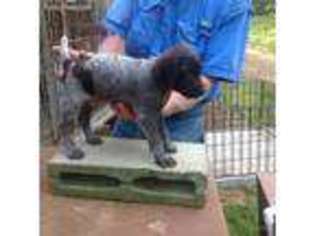German Wirehaired Pointer Puppy for sale in Dadeville, AL, USA